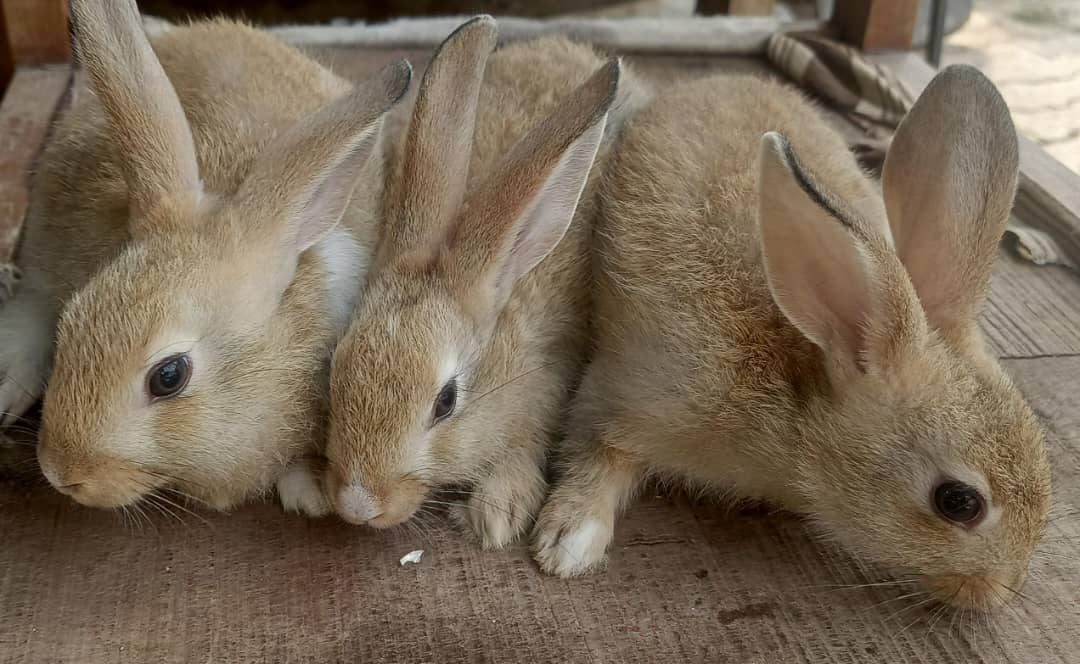 Live Rabbit Young