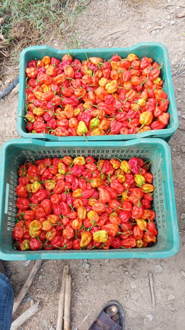 Habanero Peppers
